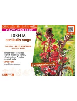 LOBELIA CARDINALIS ROUGE