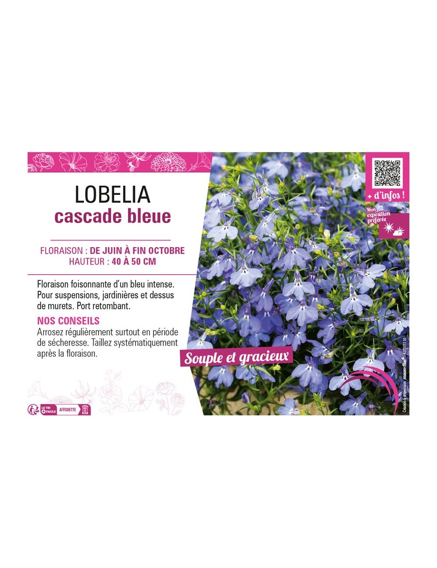 LOBELIA CASCADE BLEU