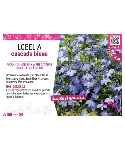 LOBELIA CASCADE BLEU