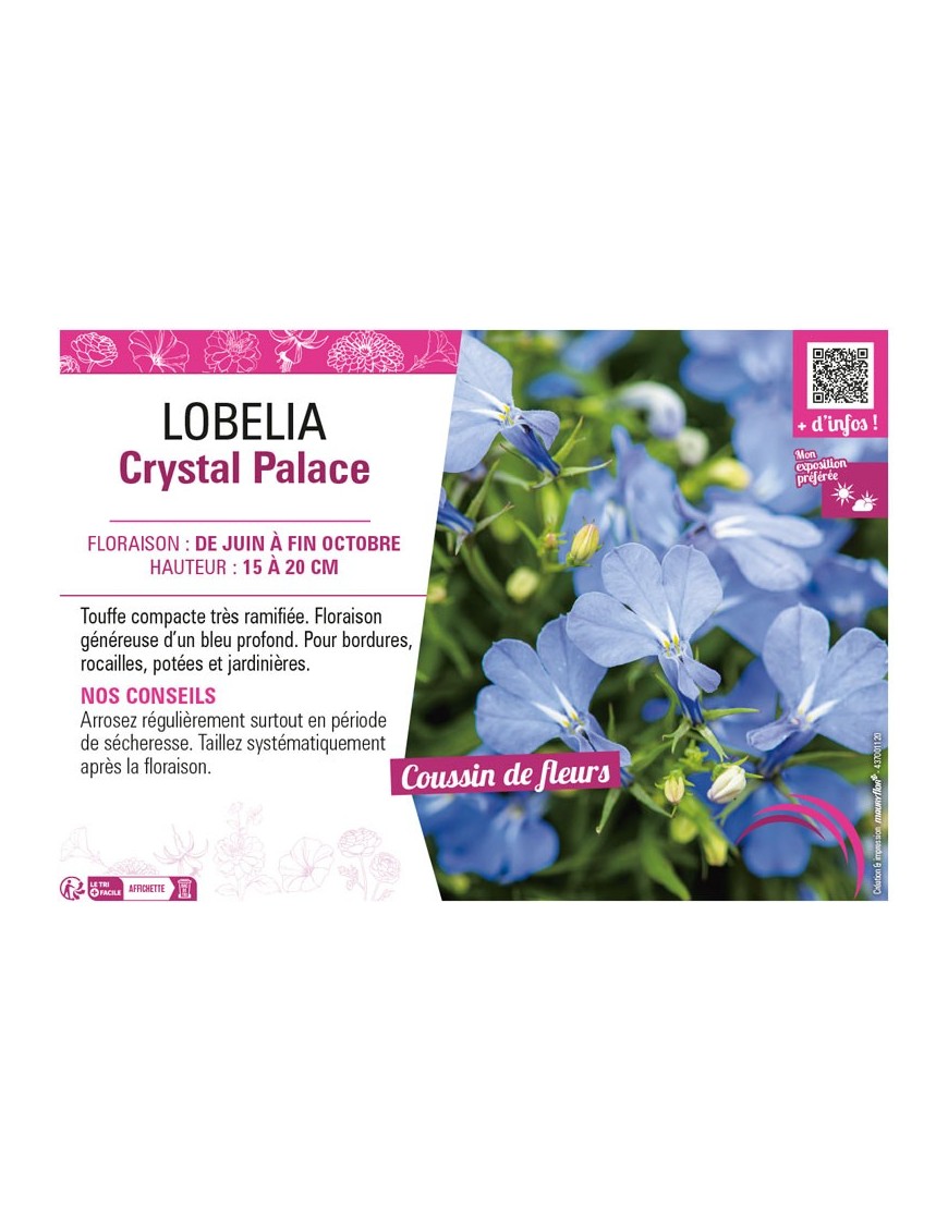 LOBELIA CRYSTAL PALACE