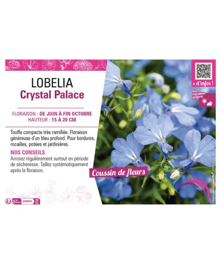 LOBELIA CRYSTAL PALACE