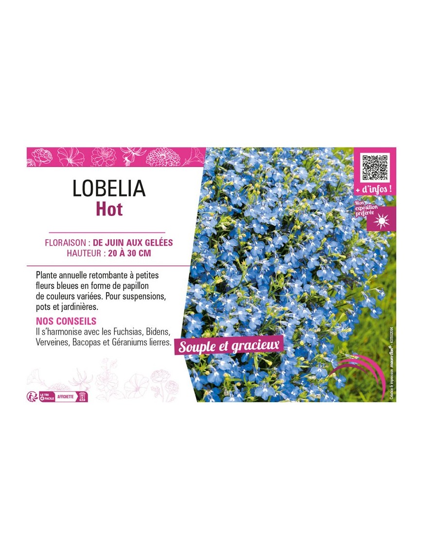 LOBELIA HOT