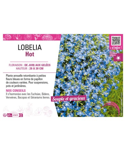 LOBELIA HOT