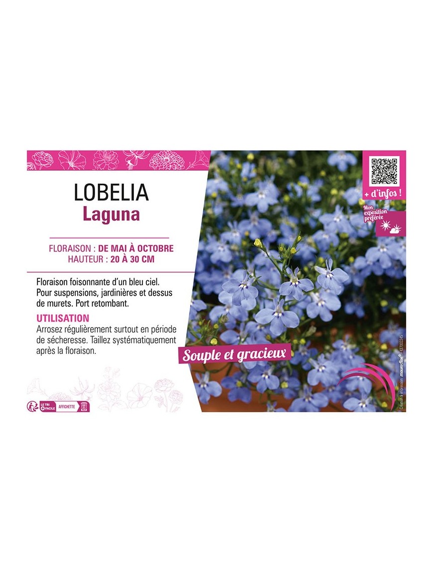 LOBELIA LAGUNA