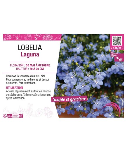 LOBELIA LAGUNA