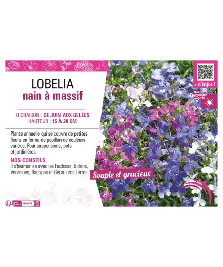 LOBELIA NAIN À MASSIF