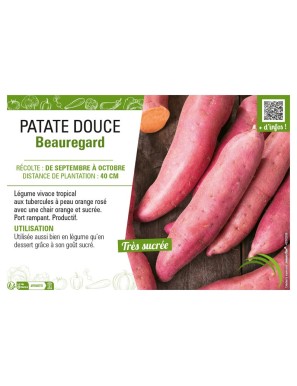 PATATE DOUCE BEAUREGARD