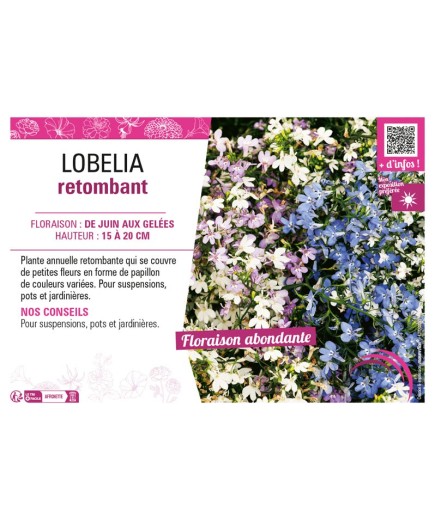 LOBELIA RETOMBANT