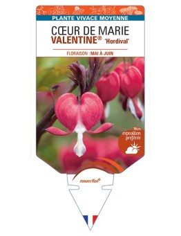 DICENTRA spectabilis VALENTINE® Hordival voir  Cœur de Marie