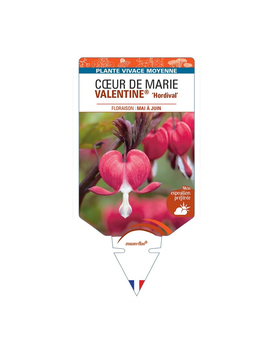 DICENTRA spectabilis VALENTINE® Hordival voir  Cœur de Marie