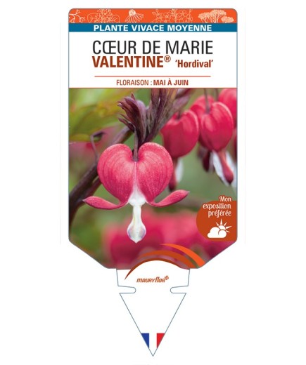 DICENTRA spectabilis VALENTINE® Hordival voir  Cœur de Marie