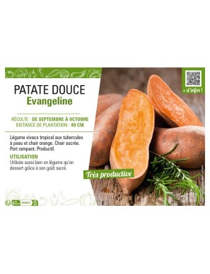 PATATE DOUCE EVANGELINE