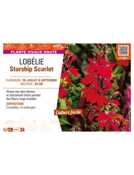 LOBELIA STARSHIP SCARLET