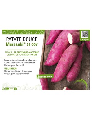 PATATE DOUCE MURASAKI® 29 COV