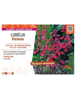 LOBELIA VICTORIA