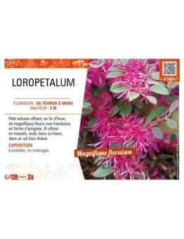 LOROPETALUM