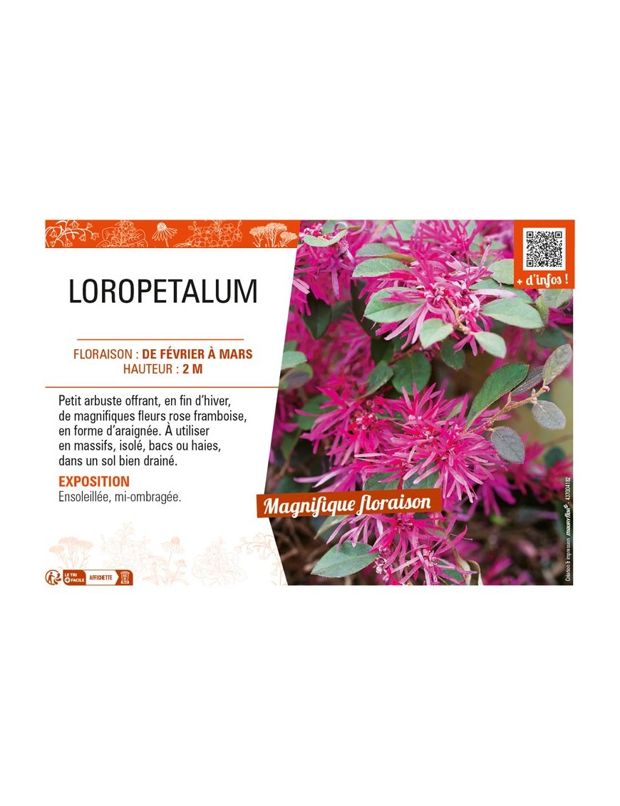 LOROPETALUM