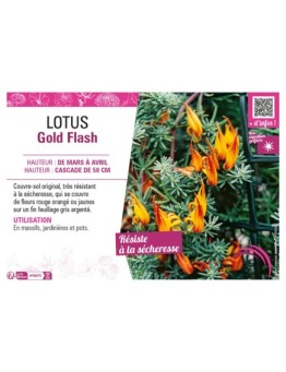 LOTUS GOLD FLASH