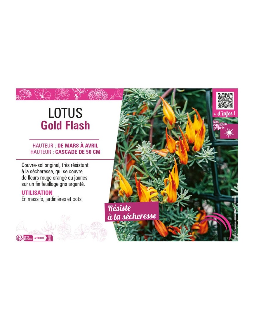 LOTUS GOLD FLASH