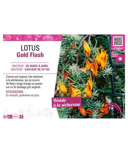 LOTUS GOLD FLASH