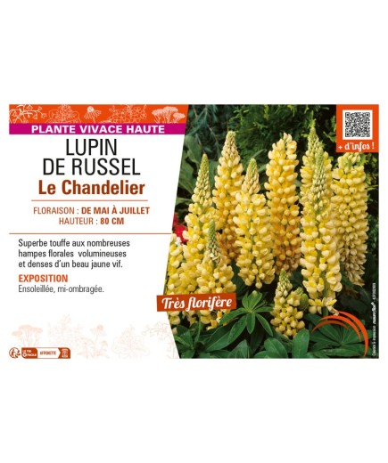 LUPINUS Chandelier voir LUPIN DE RUSSEL (jaune)