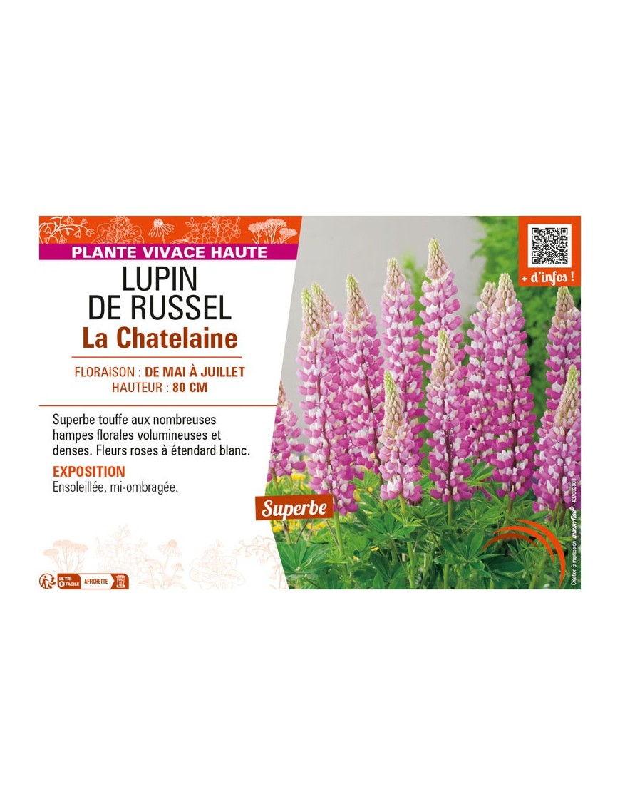 LUPINUS La Châtelaine voir LUPIN DE RUSSEL (rose)