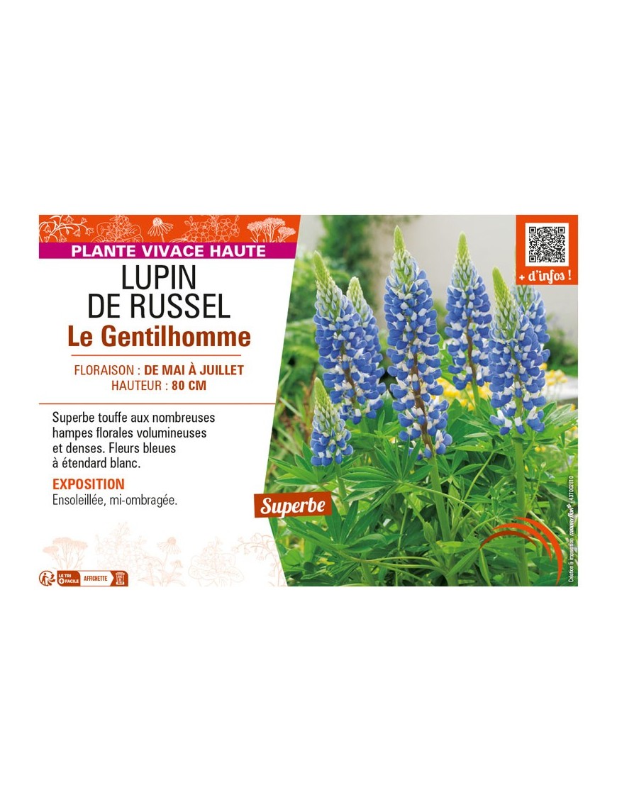 LUPINUS Le Gentilhomme voir LUPIN DE RUSSEL (bleu)
