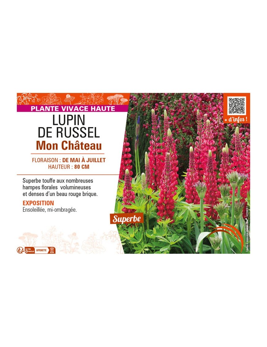 LUPINUS Mon Château voir LUPIN DE RUSSEL (rouge)