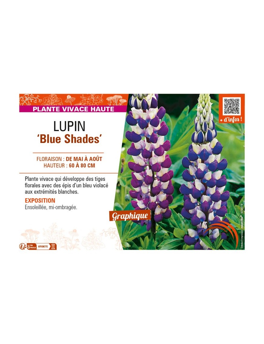 LUPINUS (polyphyllus lupini) Blue Shades