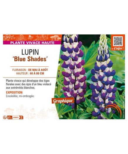 LUPINUS (polyphyllus lupini) Blue Shades