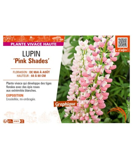 LUPINUS (polyphyllus lupini) Pink Shades