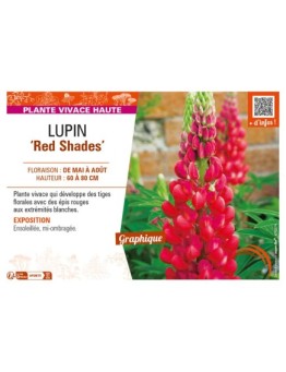 LUPINUS (polyphyllus lupini) Red Shades