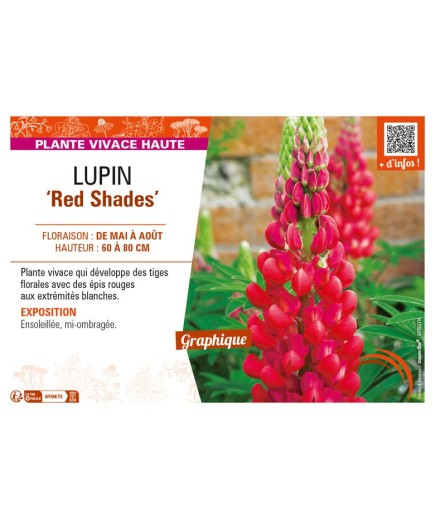 LUPINUS (polyphyllus lupini) Red Shades