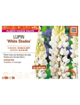 LUPINUS (polyphyllus lupini) White Shades