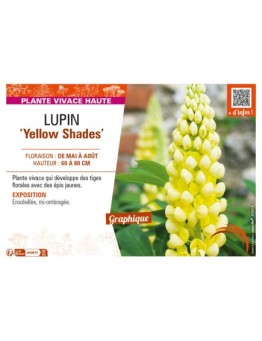 LUPINUS (polyphyllus lupini) Yellow Shades