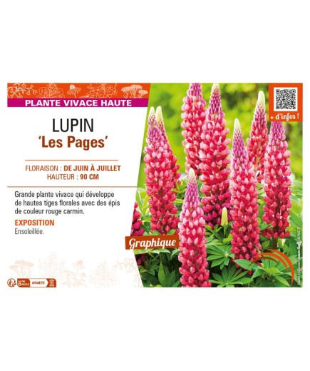 LUPINUS (polyphyllus) Les Pages