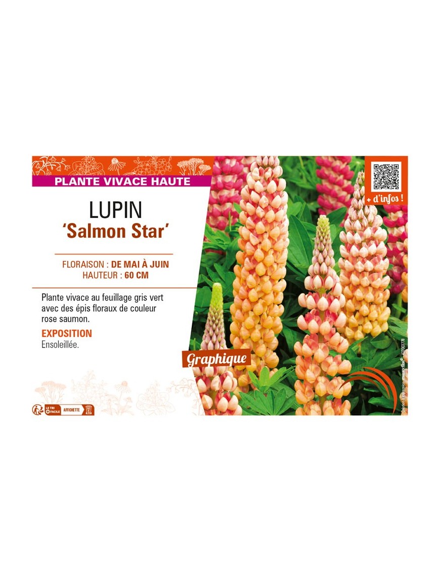 LUPINUS (polyphyllus) Salmon Star