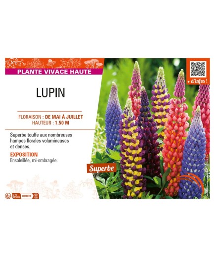 LUPINUS (varié)