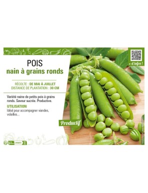 POIS NAIN À GRAINS RONDS