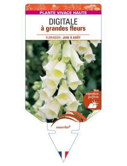 DIGITALIS (grandiflora) à grandes fleurs