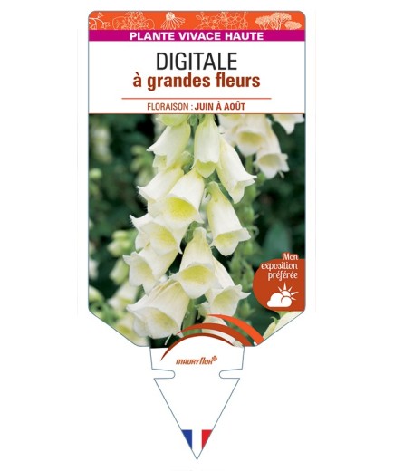 DIGITALIS (grandiflora) à grandes fleurs