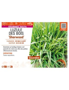 LUZULAS sylvatica Sherwood voir LUZULE DES BOIS