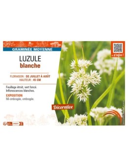 LUZULEA nivea voir LUZULE blanche