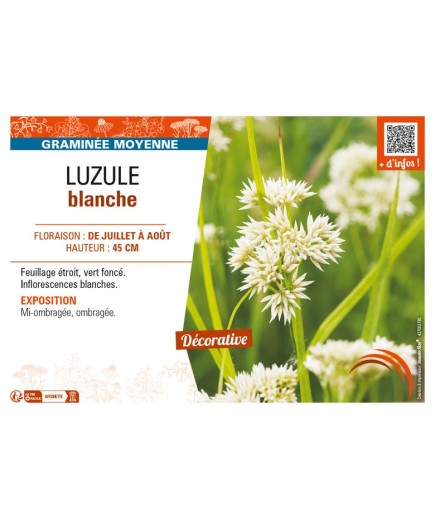 LUZULEA nivea voir LUZULE blanche