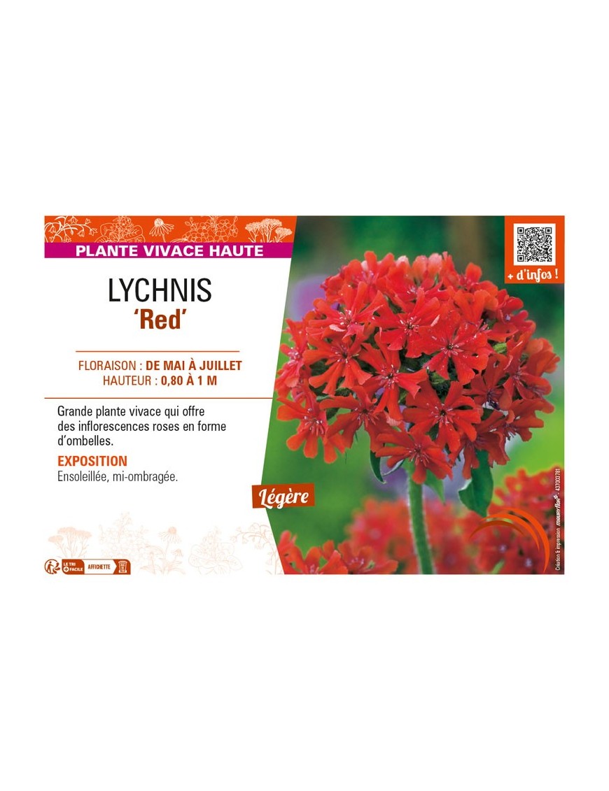 LYCHNIS (chalcedonica) Red