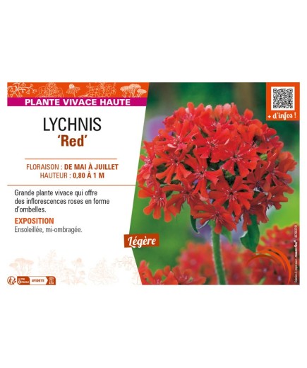 LYCHNIS (chalcedonica) Red
