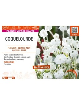 LYCHNIS coronaria voir COQUELOURDE (blanc)