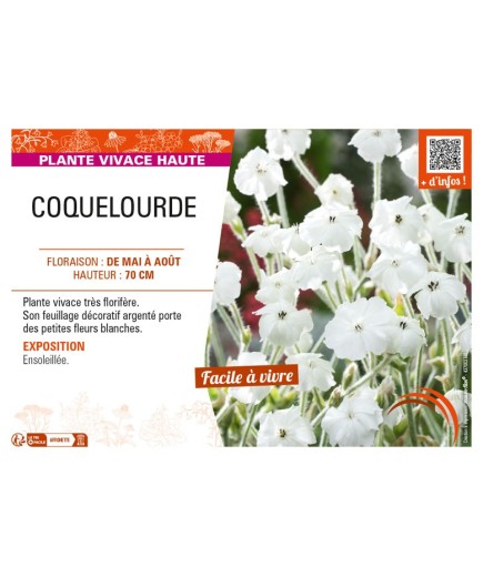 LYCHNIS coronaria voir COQUELOURDE (blanc)