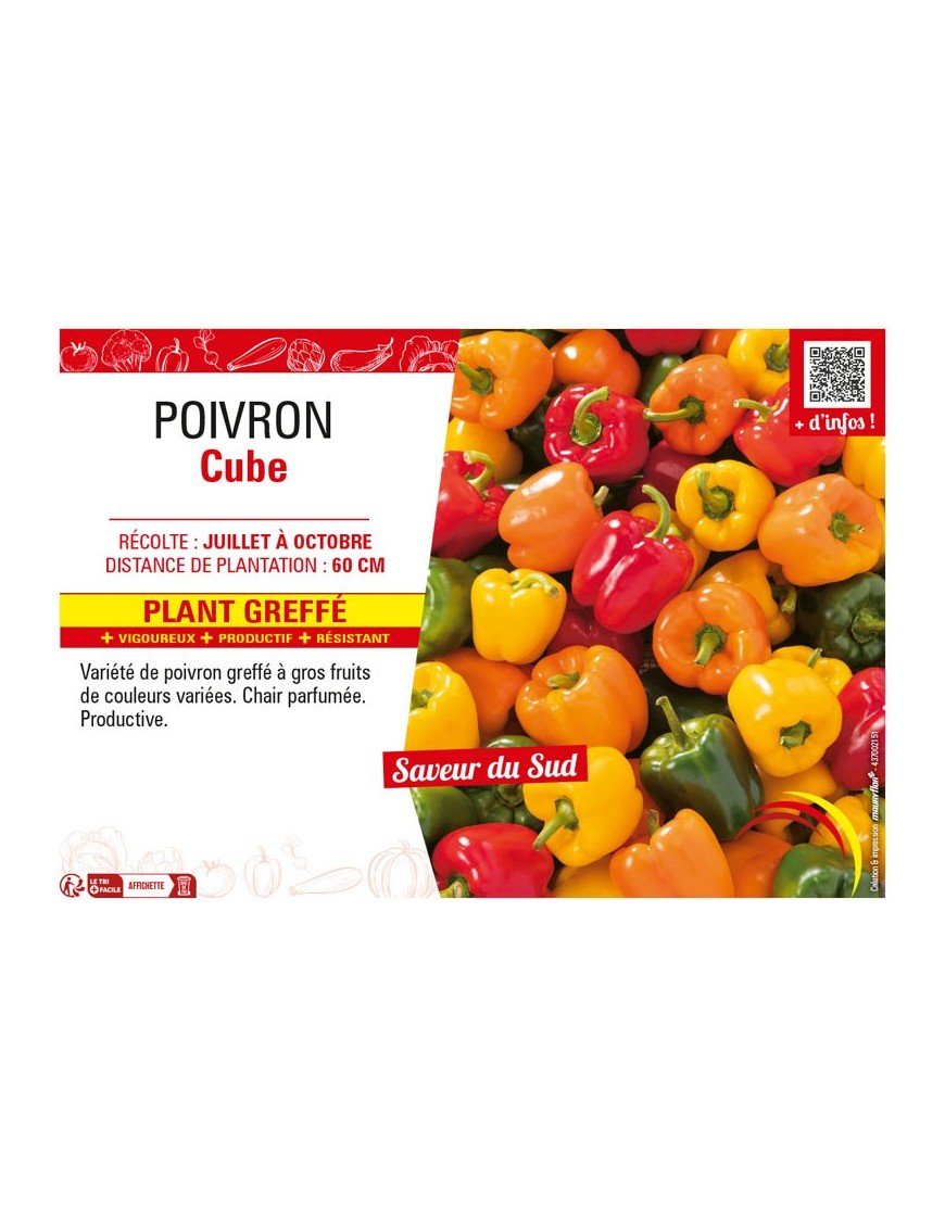 POIVRON CUBE plant greffé