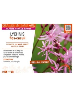 LYCHNIS flos-cuculi